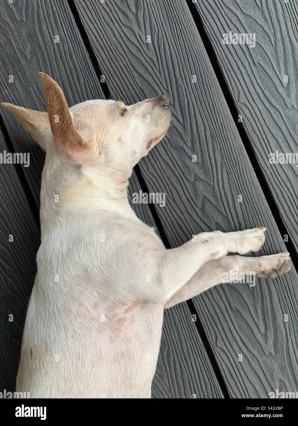 Piccolo cane che ha un NAP Foto Stock