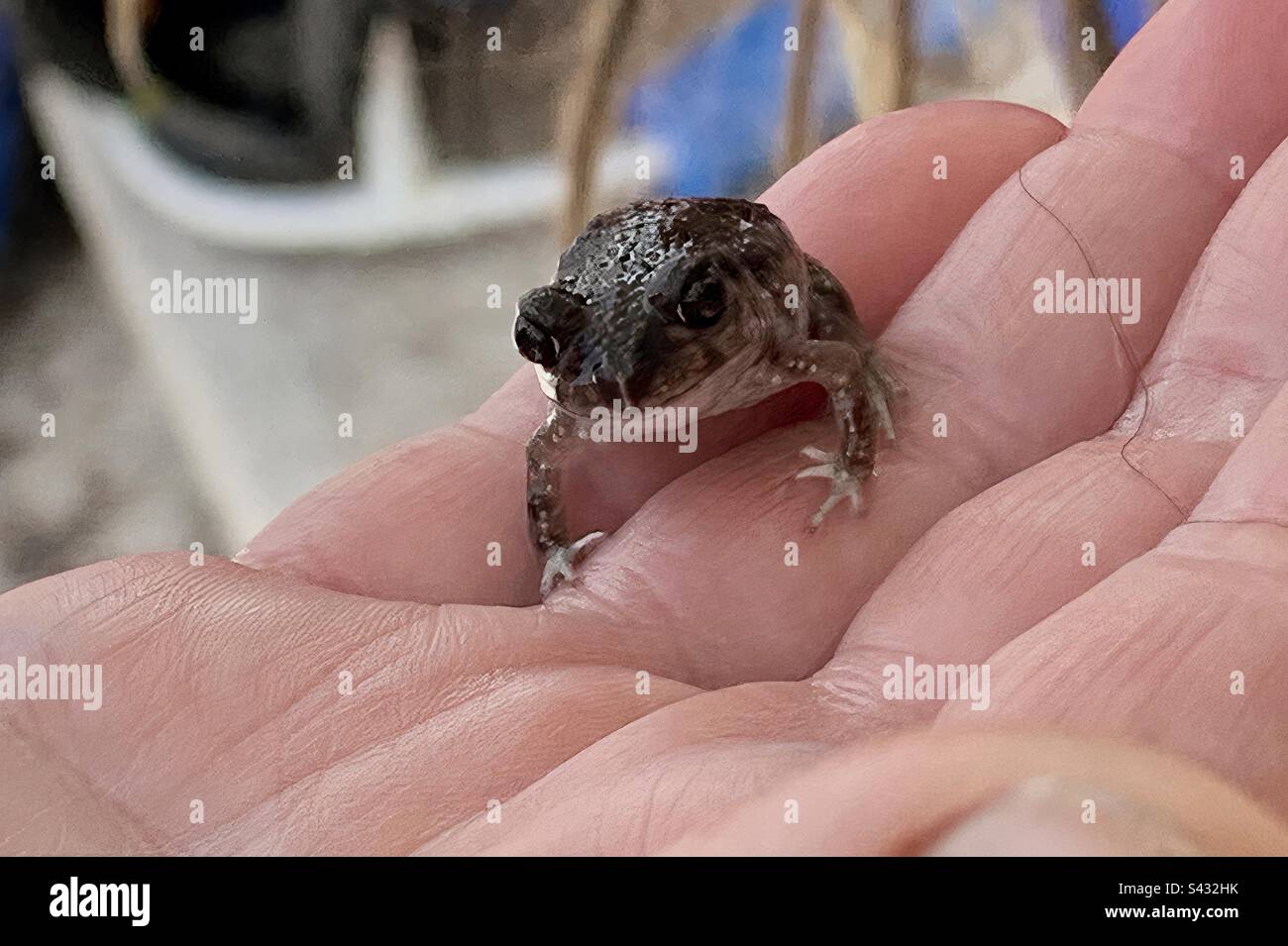 Rospo rosso punteggiato salvato dalla piscina Foto Stock