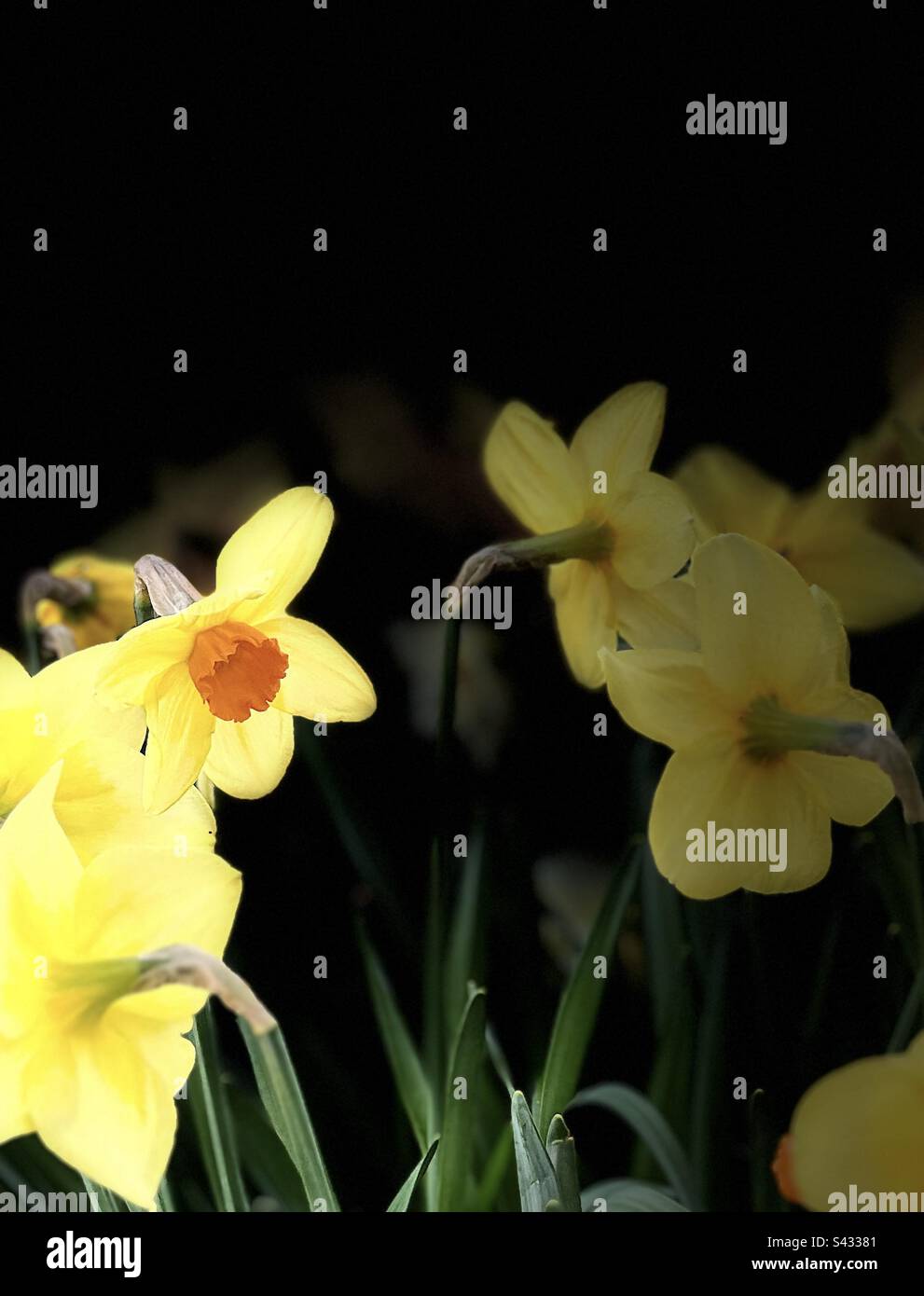 Fiore di Narciso con tromba d'oro arancione Foto Stock