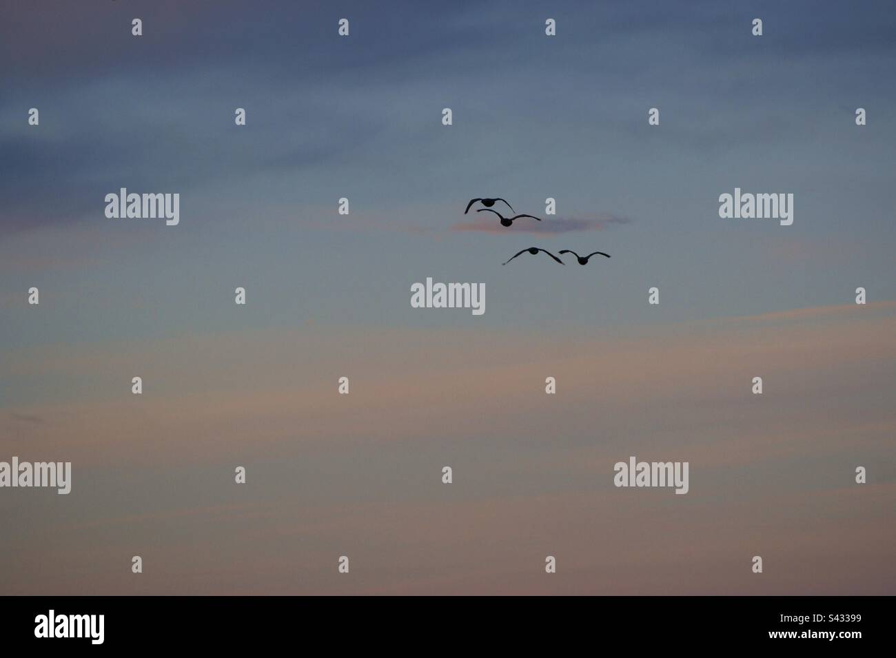 Gli uccelli volano in un piccolo gregge al crepuscolo sopra il cielo islandese Foto Stock