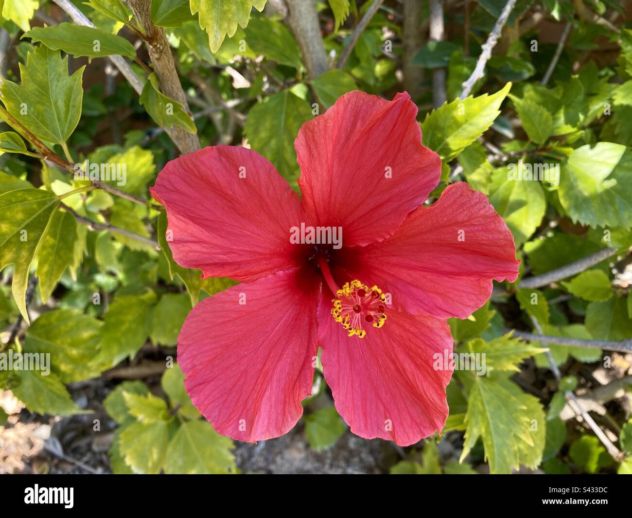 Bellissimo fiore singolo rosso di ibisco Foto Stock