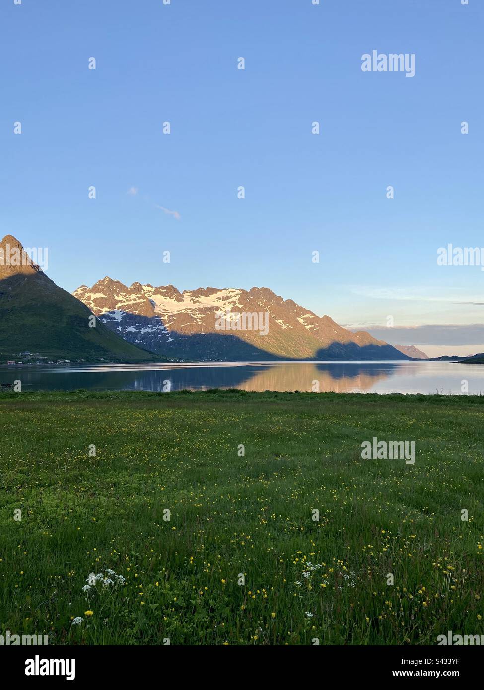 Prato con fiori estivi già all'ombra con fiordo sullo sfondo e montagne ancora al sole. Foto scattata in una notte di sole estate nel mese di giugno nelle isole Lofoten, Norvegia. Foto Stock