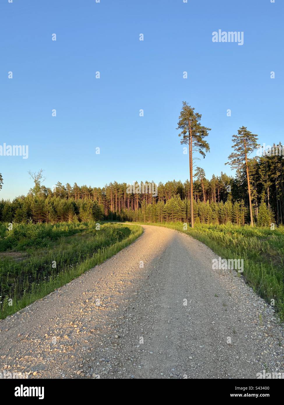 Strada di ghiaia attraverso la foresta nella campagna della Lettonia in una soleggiata serata estiva. - Immagine stock catturata con smartphone