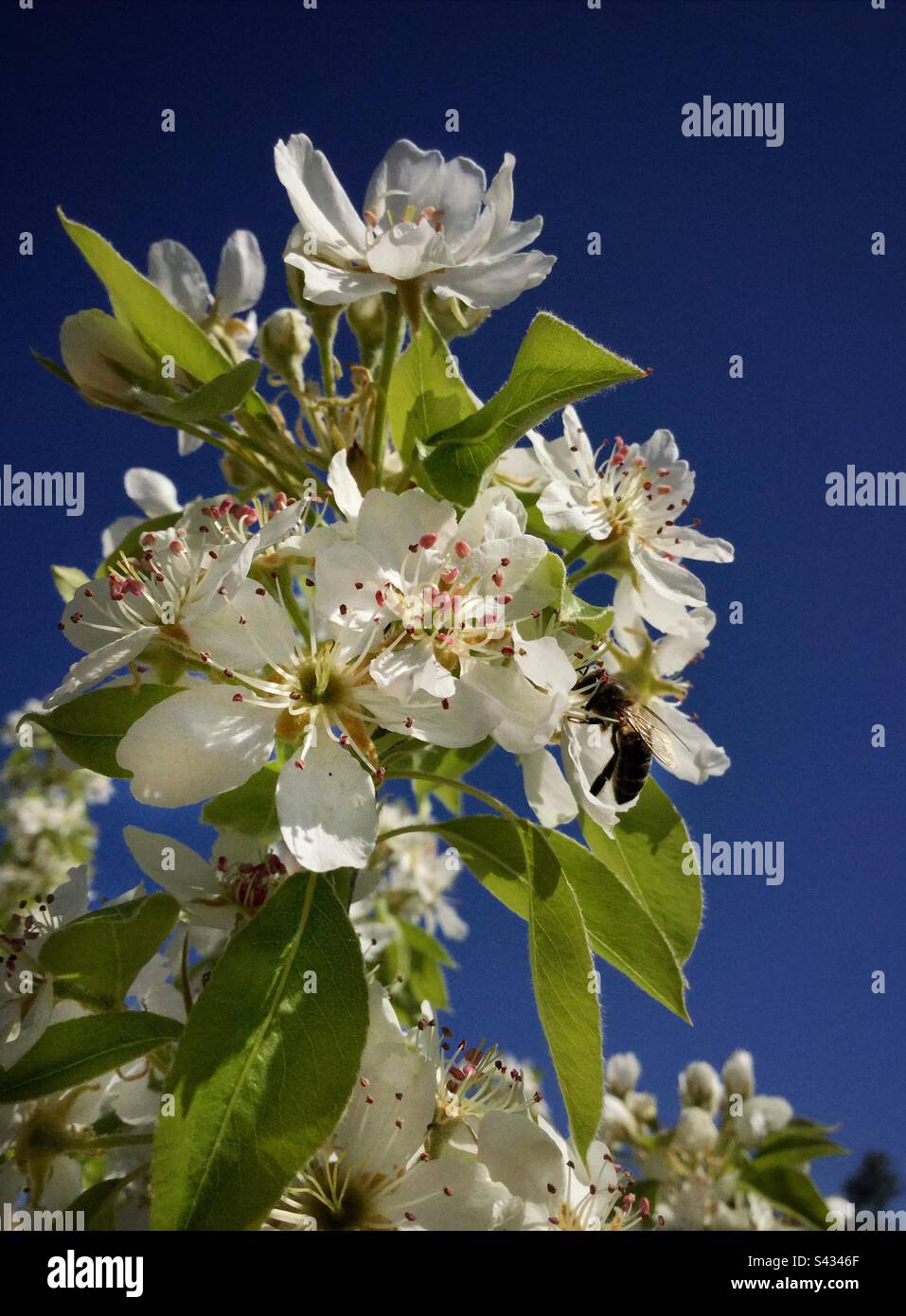 Varietà di pere Floe de Invierno in fiore, Catalogna, Spagna. Foto Stock