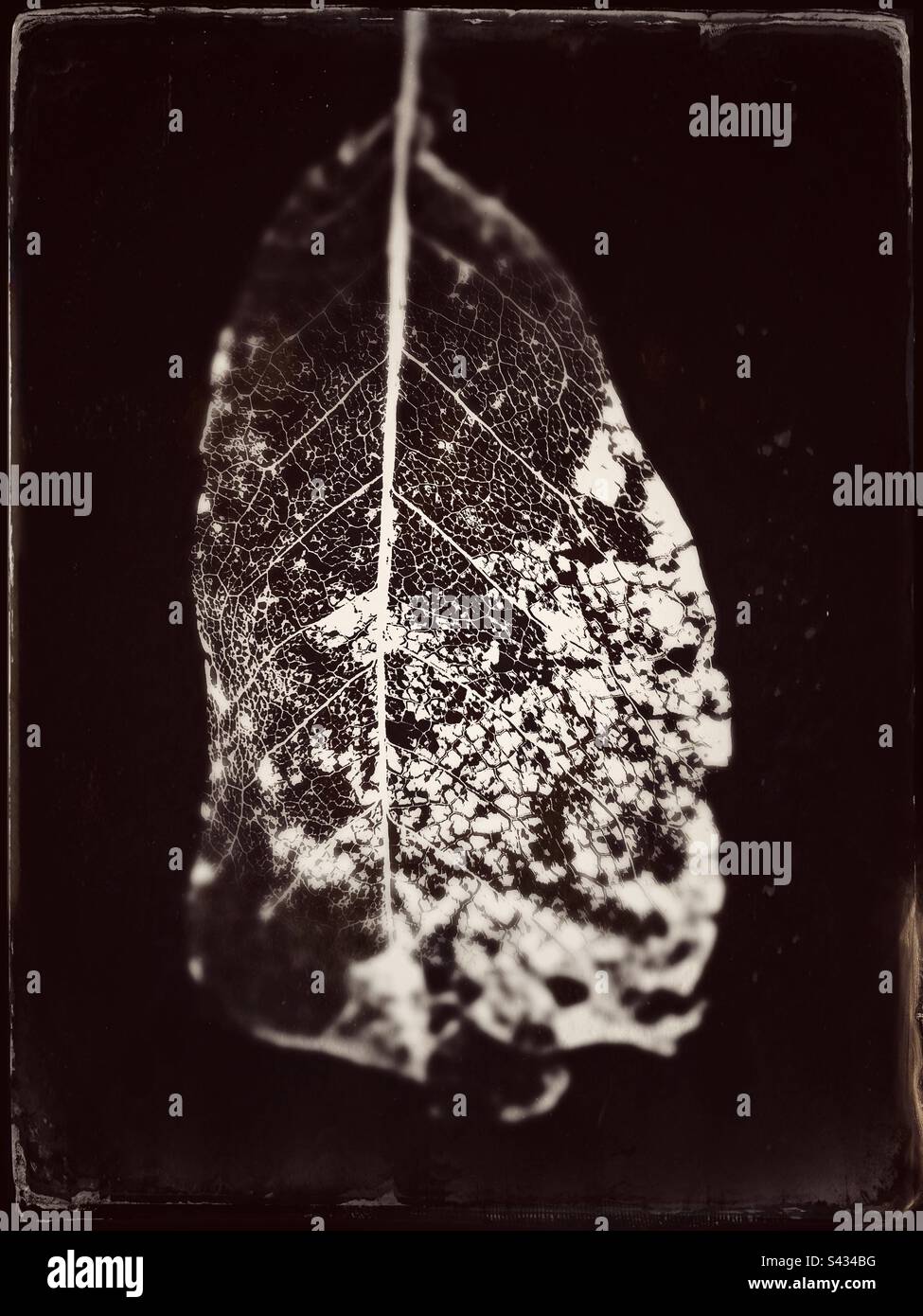 Immagine retroilluminata di una foglia di scheletro. Immagine modificata per dare un aspetto fotografico vintage tintype Foto Stock