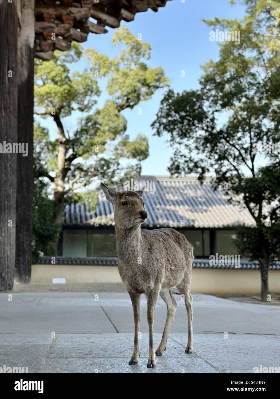 Il cervo di Nara di fronte alla tradizionale architettura Giapponese Foto Stock
