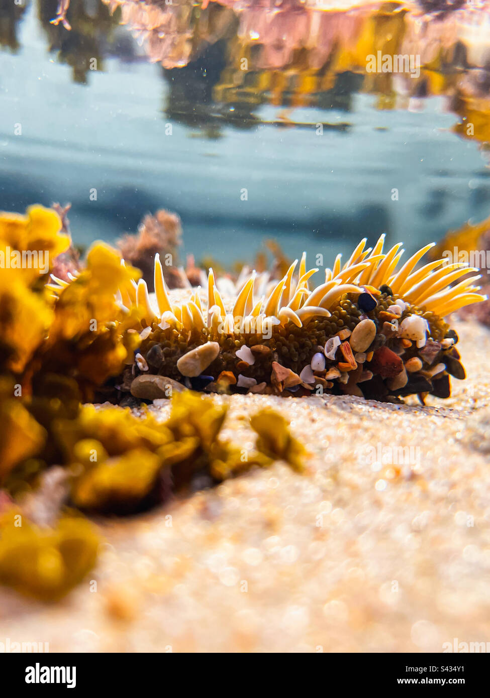 Vista sott'acqua ad angolo basso di un Anemone di mare nelle acque poco profonde di una piscina di marea - Immagine stock catturata con smartphone