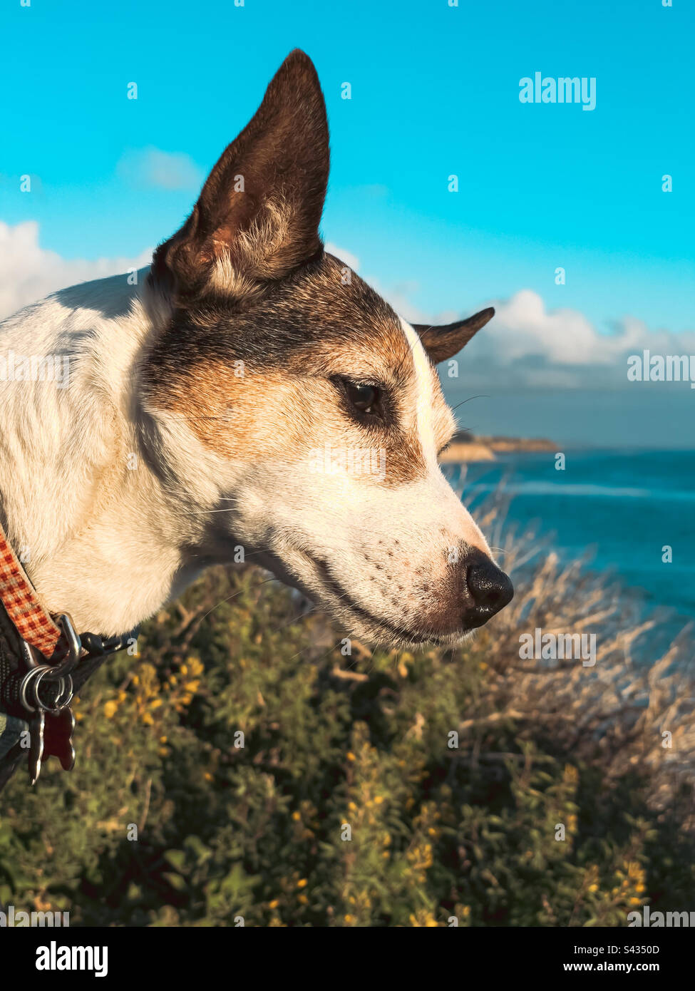 Primo piano ritratto di un cane di dieci anni Jack Russell Terrier con oceano in lontananza. Foto Stock