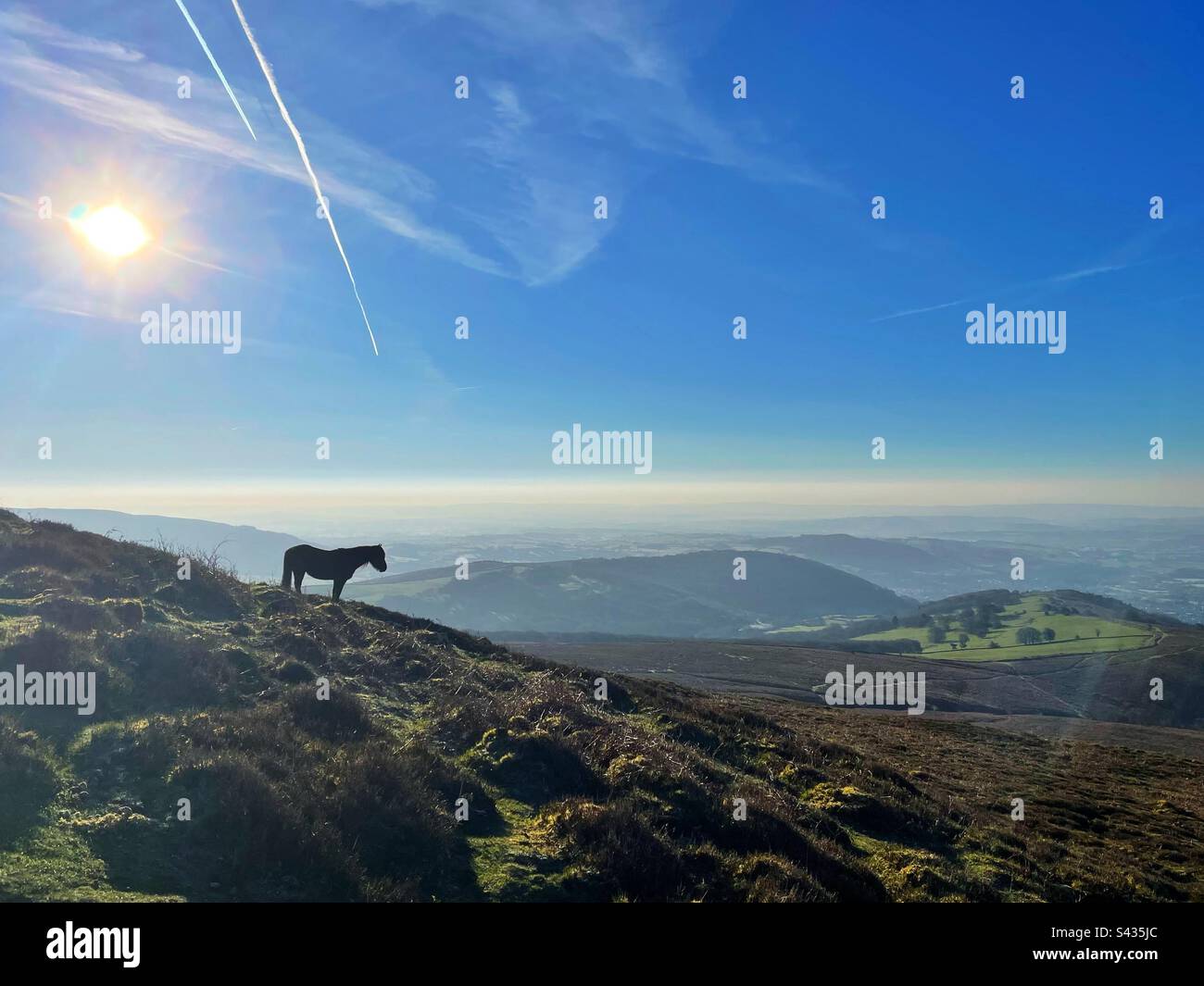 Pony selvaggio sul monte Sugarloaf, Abergavenny, Galles, prima mattina, aprile. Foto Stock