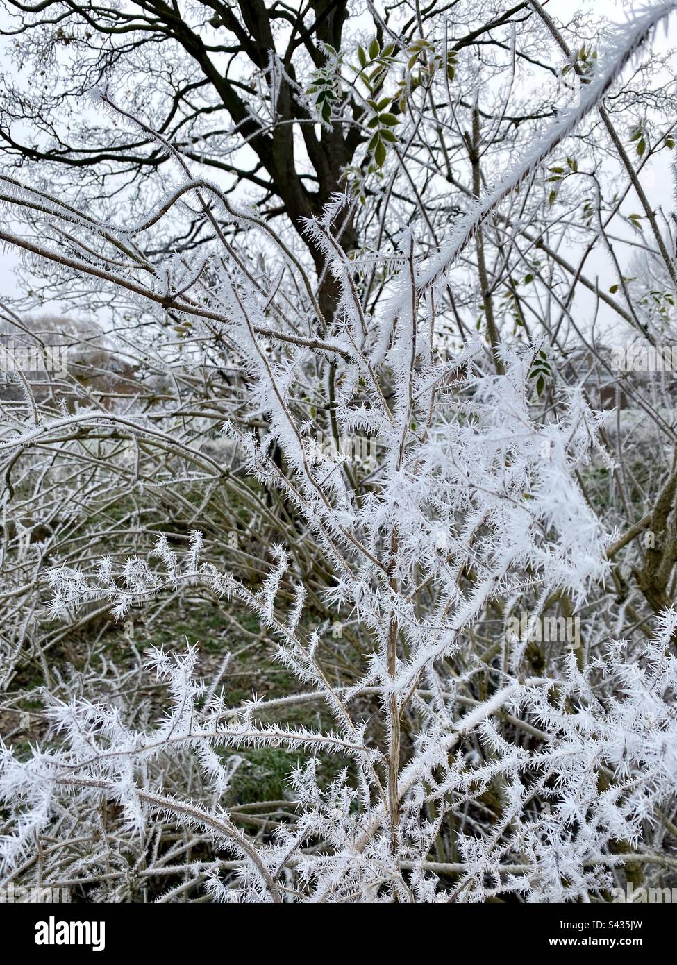 Cespuglio gelido in inverno Foto Stock