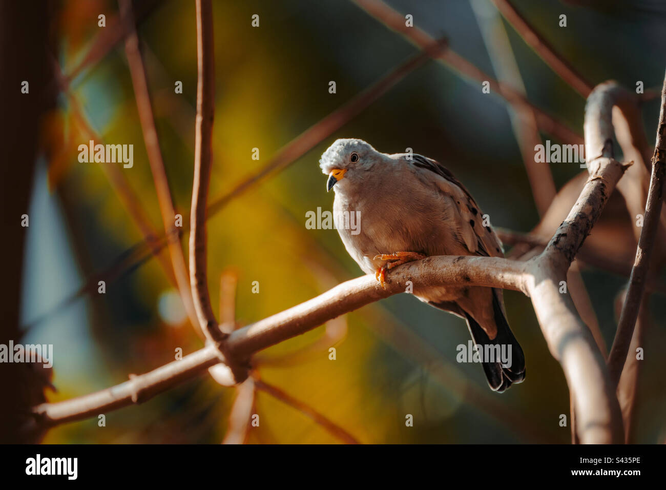 Uccello catturato in un albero in una riserva di uccelli in Kuwait. Foto Stock