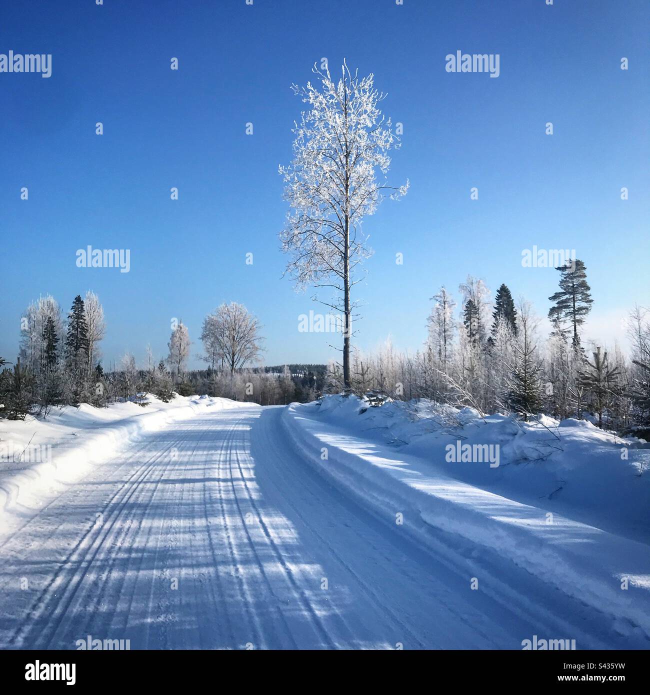 Splendidi alberi congelati su una remota strada di campagna in inverno nel sub-Circolo Artico regione di Kajaani in Finlandia Foto Stock