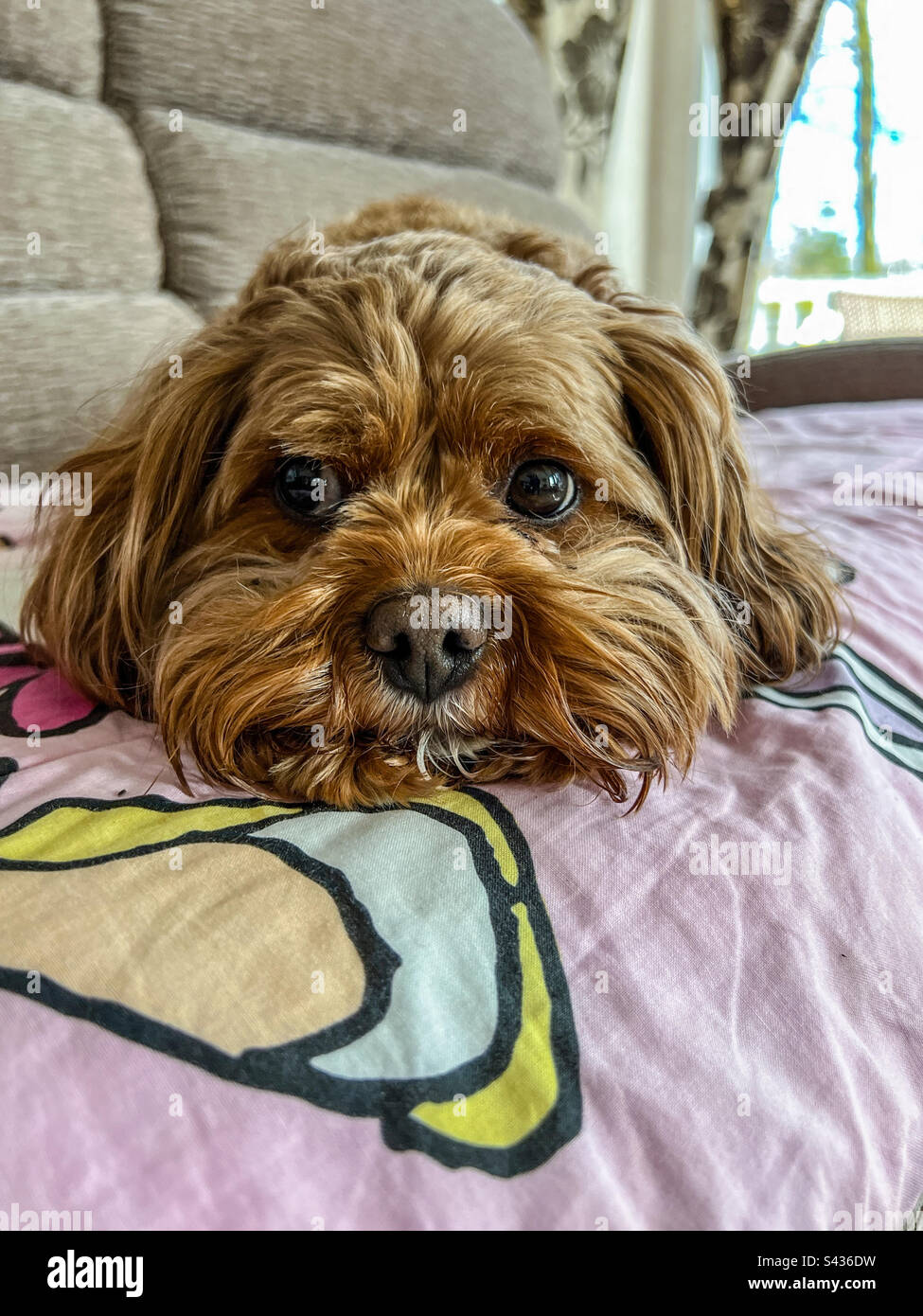 Cane rosso da cockapoo crossbreed Foto Stock