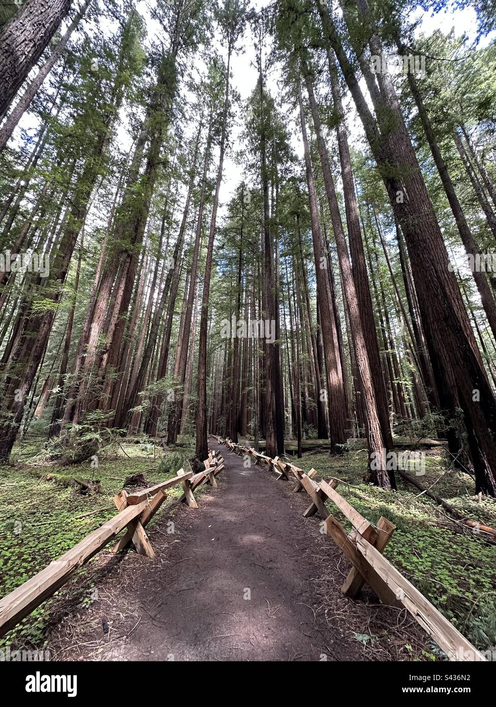 Foresta di sequoie - Immagine stock catturata con smartphone