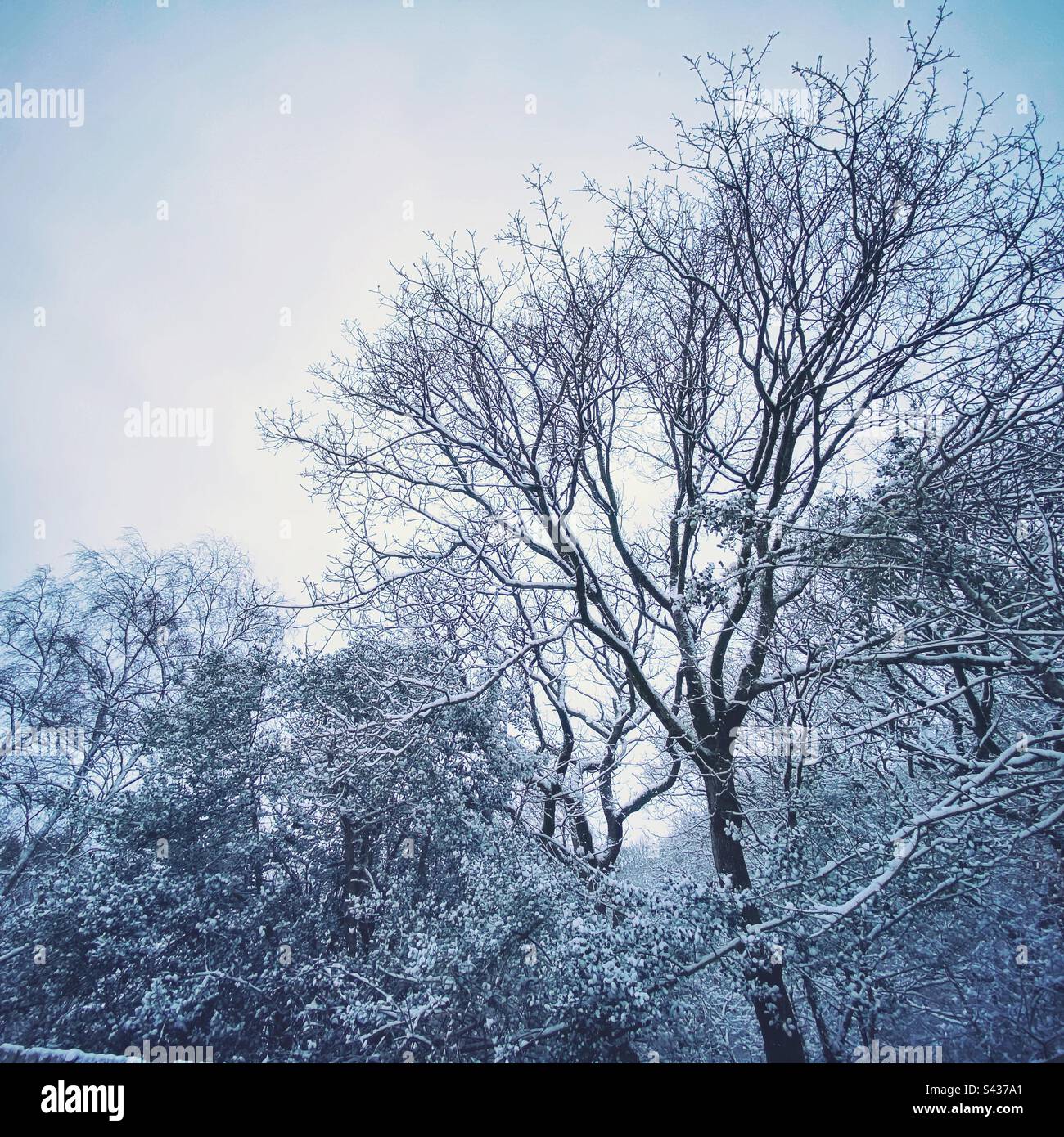 Una fotografia di una scena boschiva innevata Foto Stock