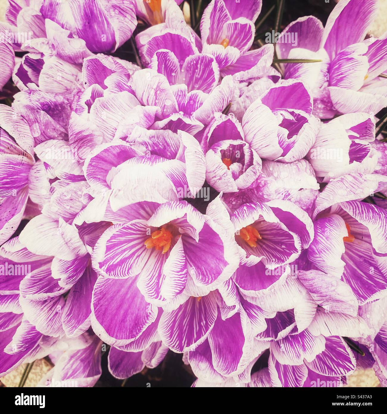 Una fotografia ravvicinata di croci viola e bianchi Foto Stock