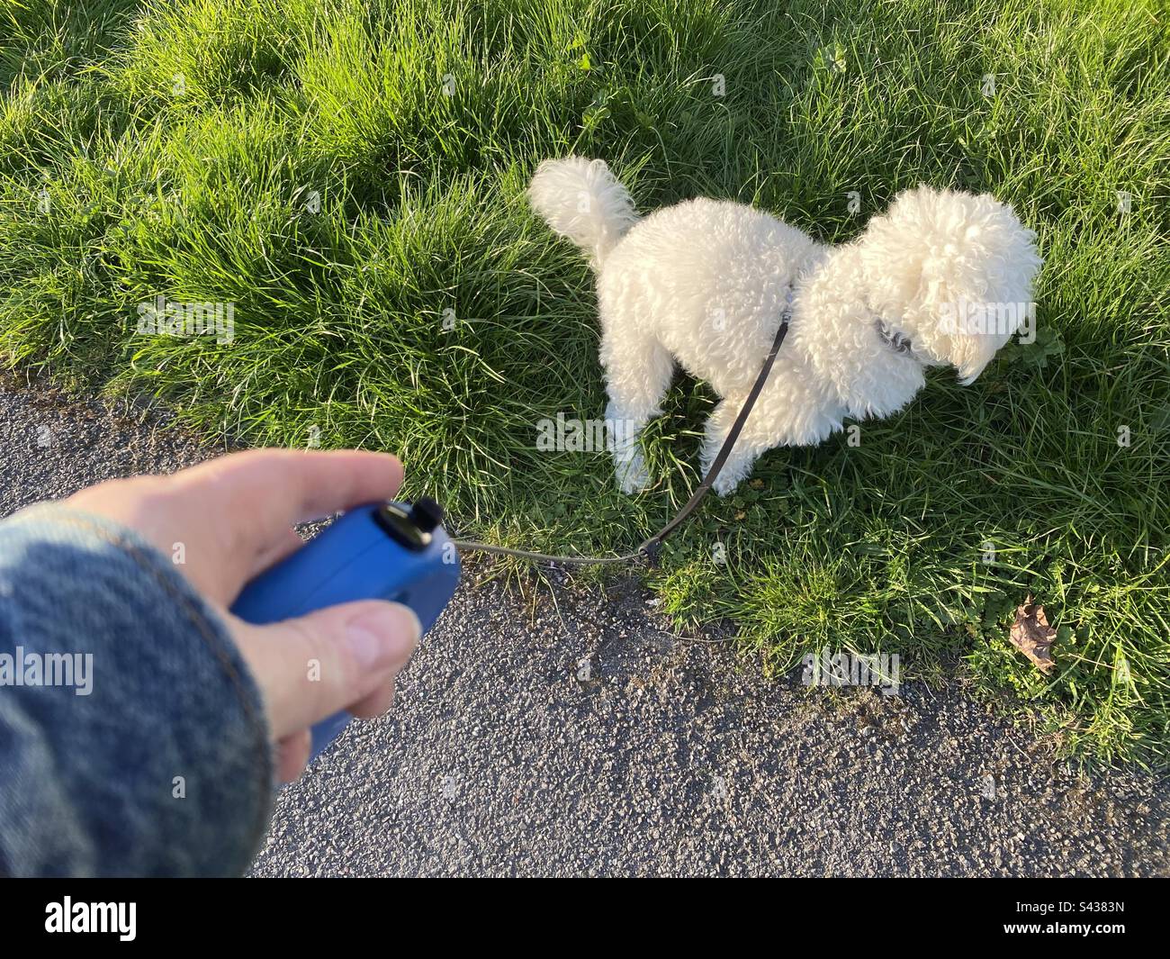 Un cane squatting per andare al gabinetto mentre fuori su una passeggiata. Foto Stock