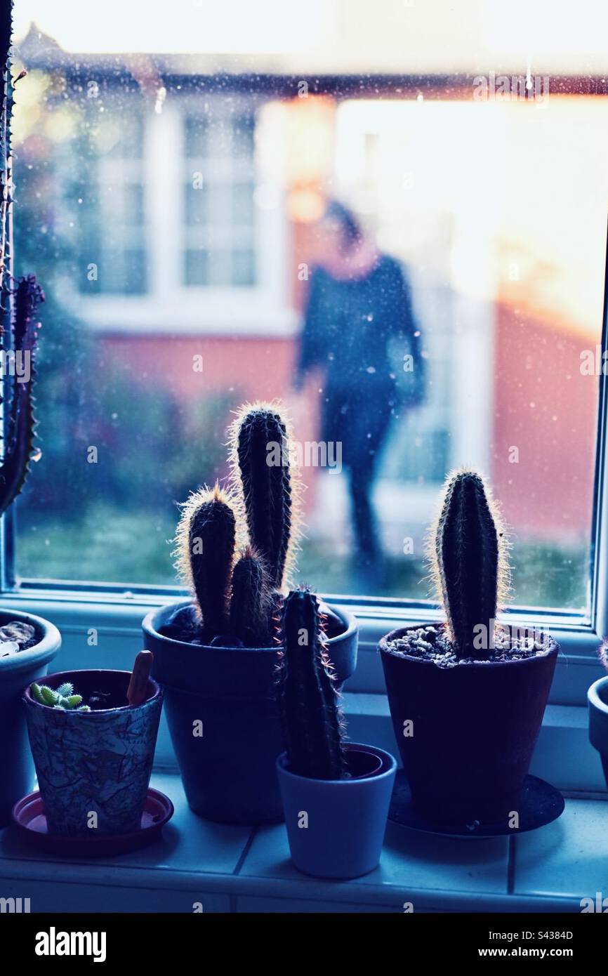 Cactus in cucina - Immagine stock catturata con smartphone