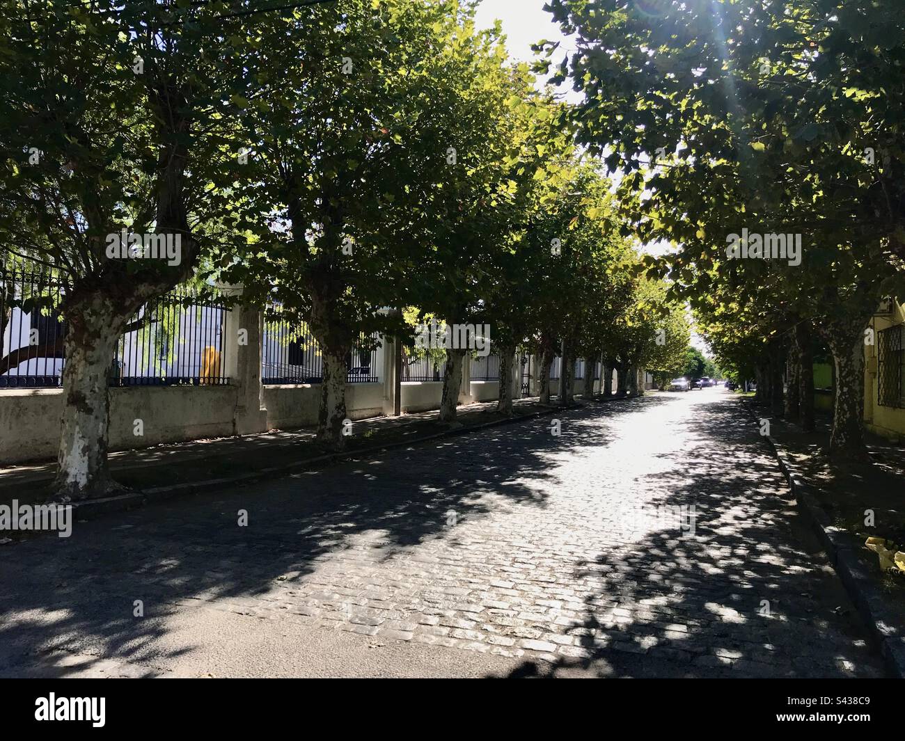 strada lastricata ombreggiata da alberi Foto Stock