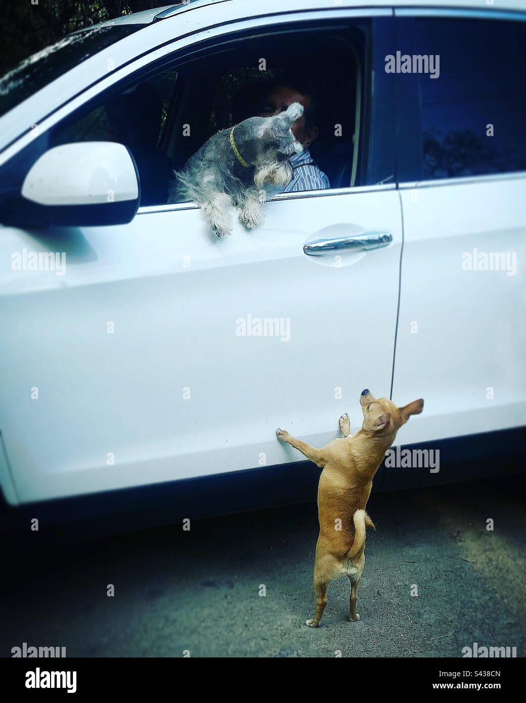 Un cane maschio chihuahua sta cercando di raggiungere un cane femmina che lo guarda da un'auto a Queretaro, Messico - Immagine stock catturata con smartphone