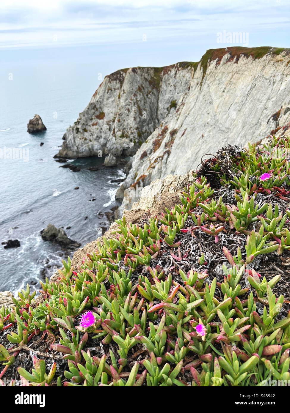 Vista da una scogliera con piante di ghiaccio fiorite a Bodega Head sulla costa della California. Foto Stock