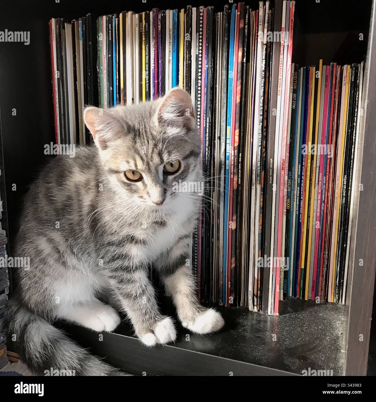 Un piccolo gattino carino della casa trovato in piedi su uno scaffale di una collezione di dischi in vinile di famiglia - Immagine stock catturata con smartphone