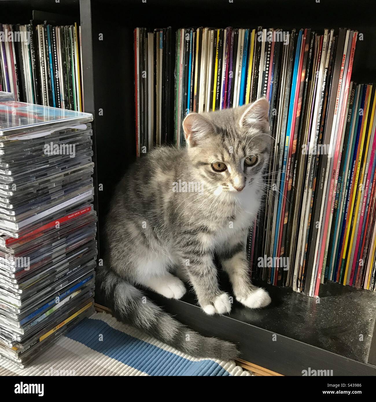 Un piccolo gattino di gatto della casa trovato in piedi su uno scaffale di una collezione di dischi in vinile di famiglia e di una collezione di CD - Immagine stock catturata con smartphone