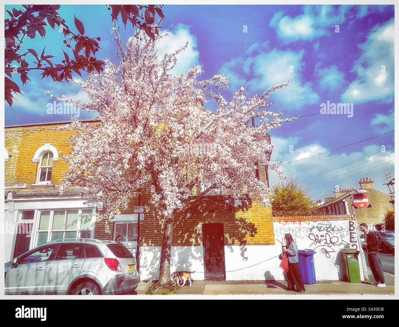 Peckham fiorisce nella scena di strada estiva. - Immagine stock catturata con smartphone