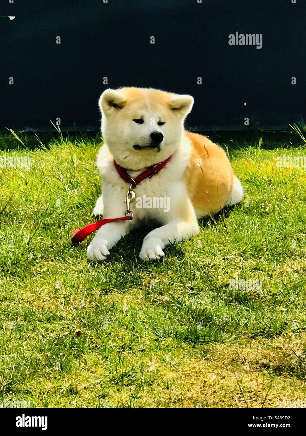 Giapponese Akita cane in attesa per il suo proprietario Foto Stock