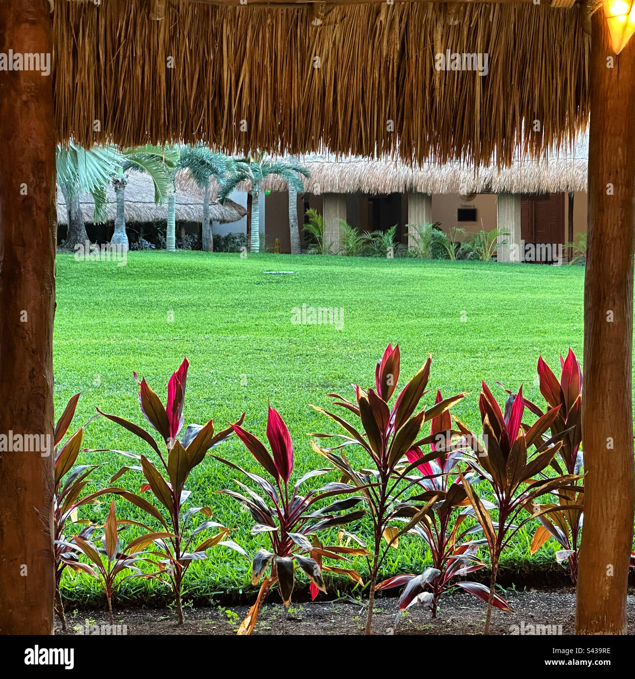 Gennaio 2023, terreni dell'InterContinental Presidente Cancun Resort, Hotel zone, Cancun, Quintana Roo, Penisola dello Yucatan, Messico Foto Stock