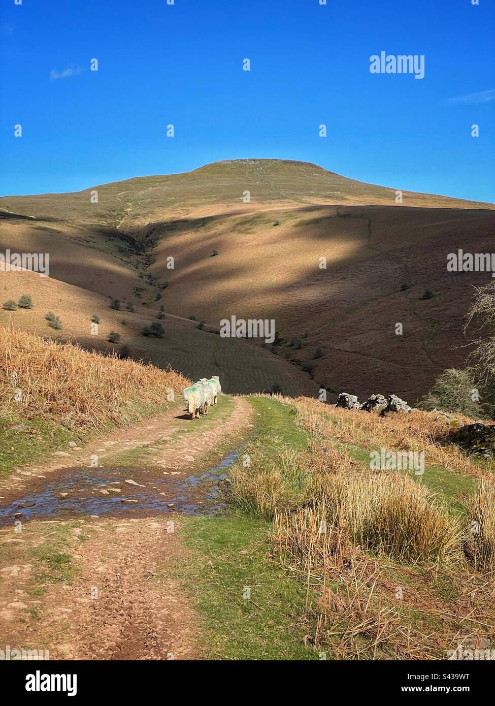 Pecore sotto la montagna Sugarloaf, Brecon Beacons, Galles, aprile. - Immagine stock catturata con smartphone