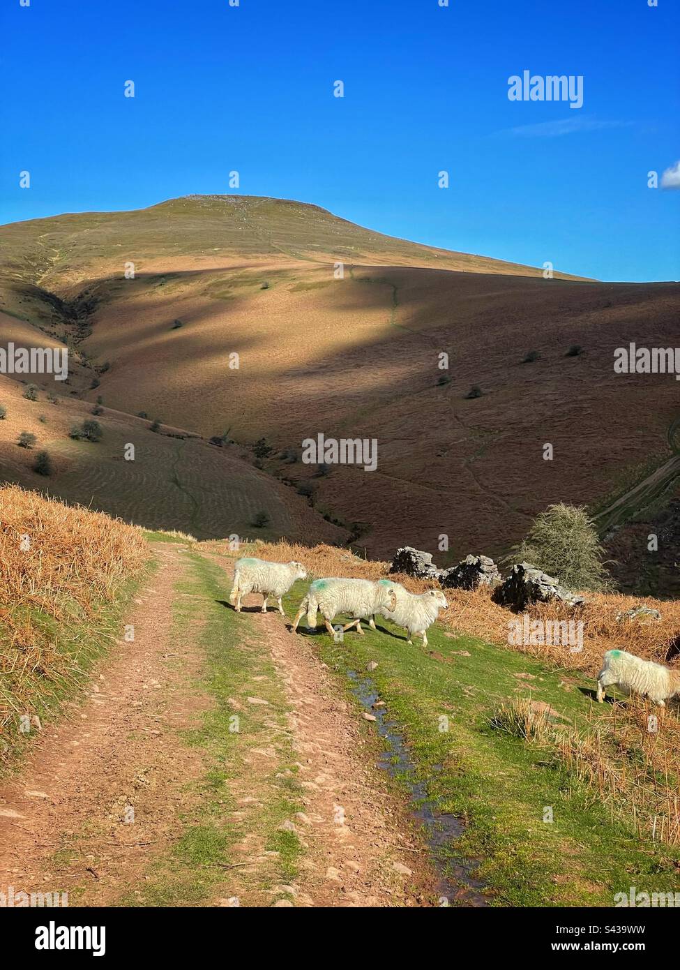 Pecore sotto la montagna Sugarloaf, Brecon Beacons, Galles, aprile. - Immagine stock catturata con smartphone