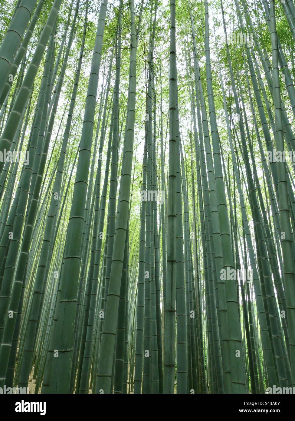Lunghe canne di bambù verdi che crescono strettamente impaccate insieme in una foresta di bambù impenetrabile, Kyoto, giappone Foto Stock