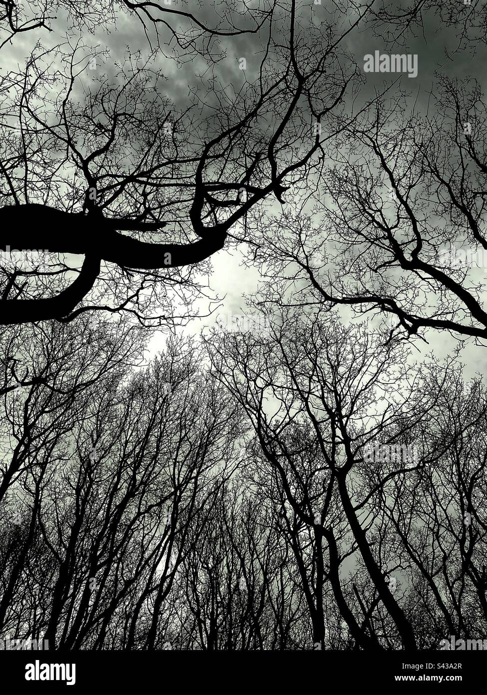 Nuvole minacciose e rami spaventosi dell'albero Foto Stock