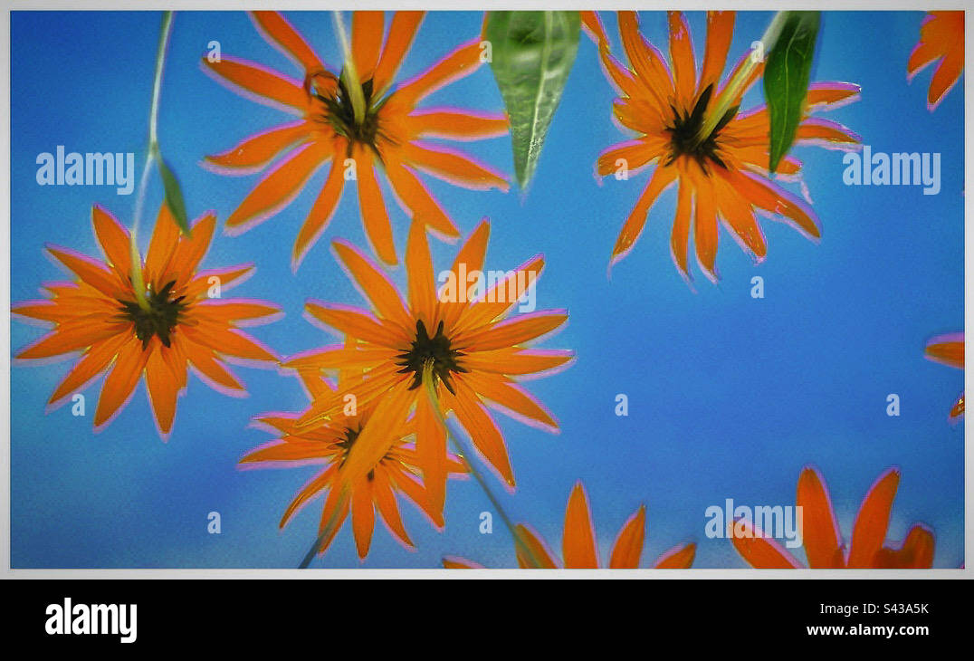 Fiori colorati. Foto Stock