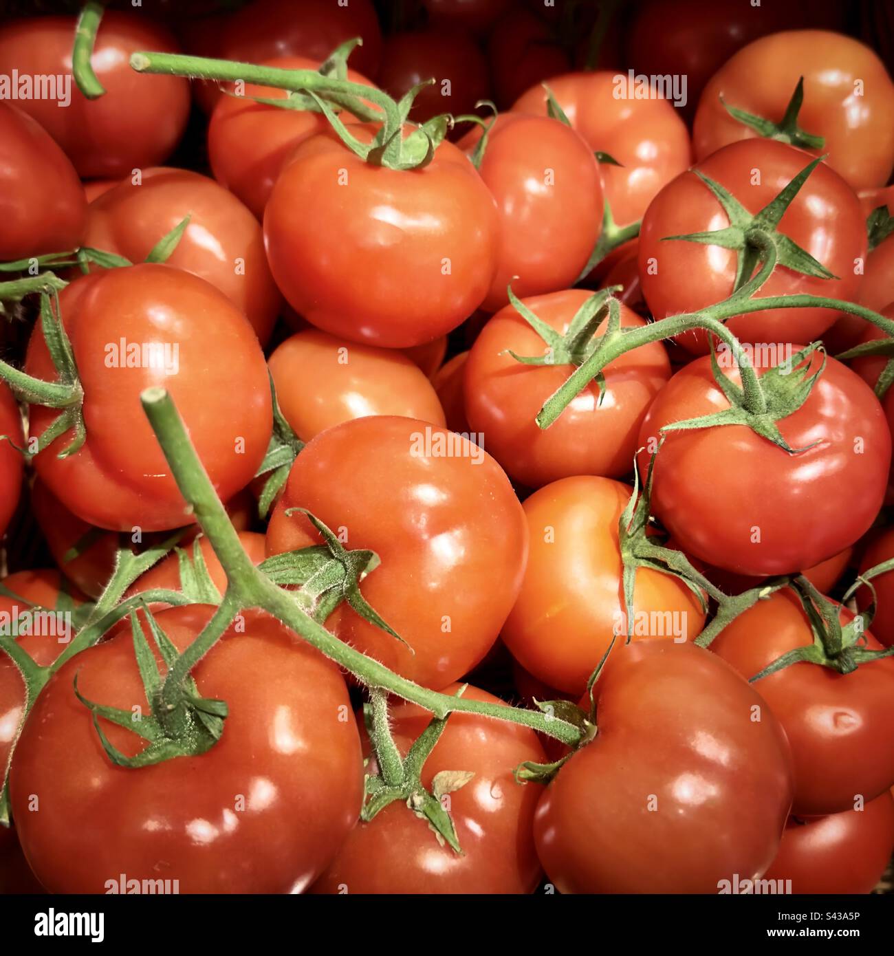Pomodori - Immagine stock catturata con smartphone