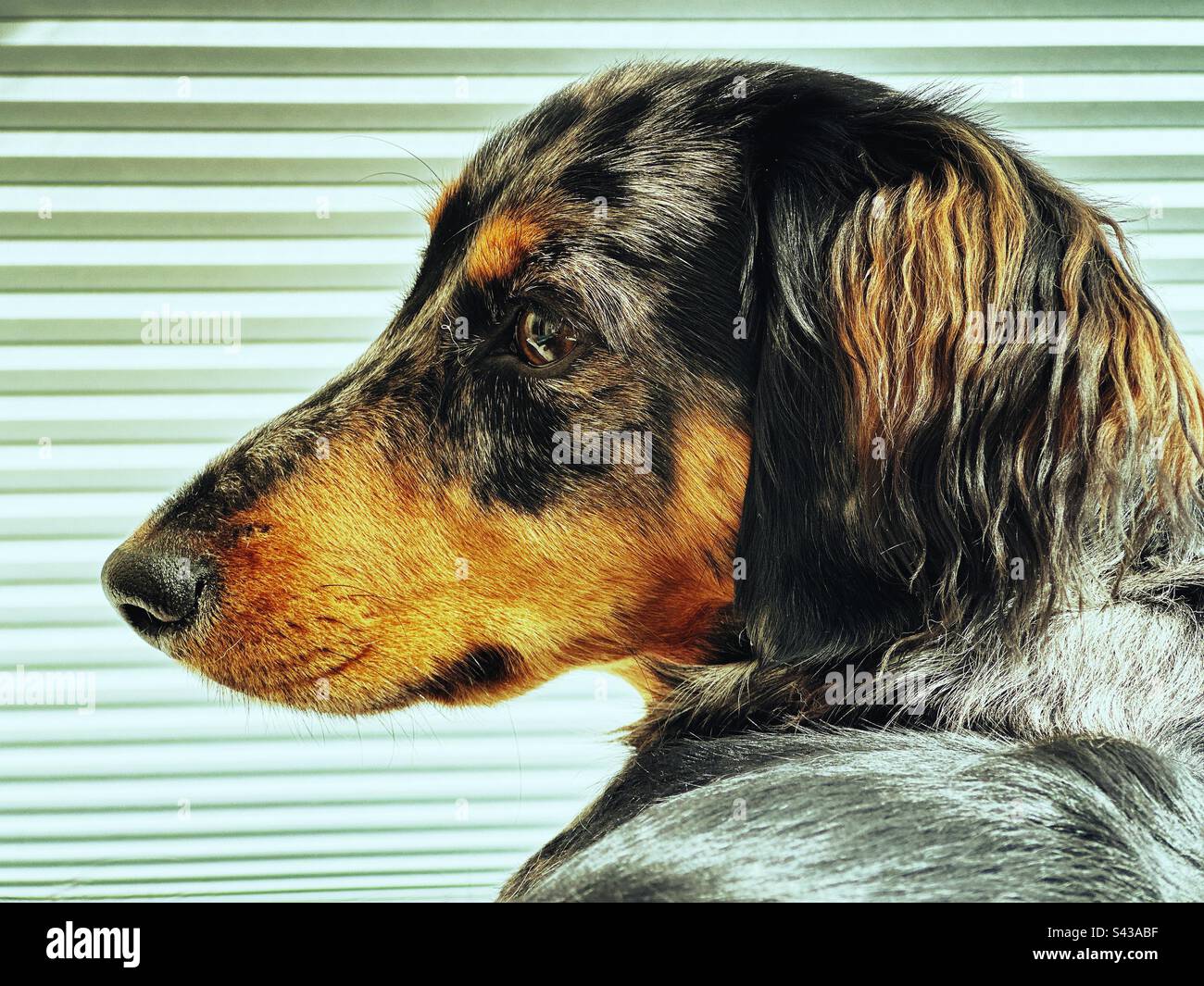 Ritratto di un cane daschund - Immagine stock catturata con smartphone