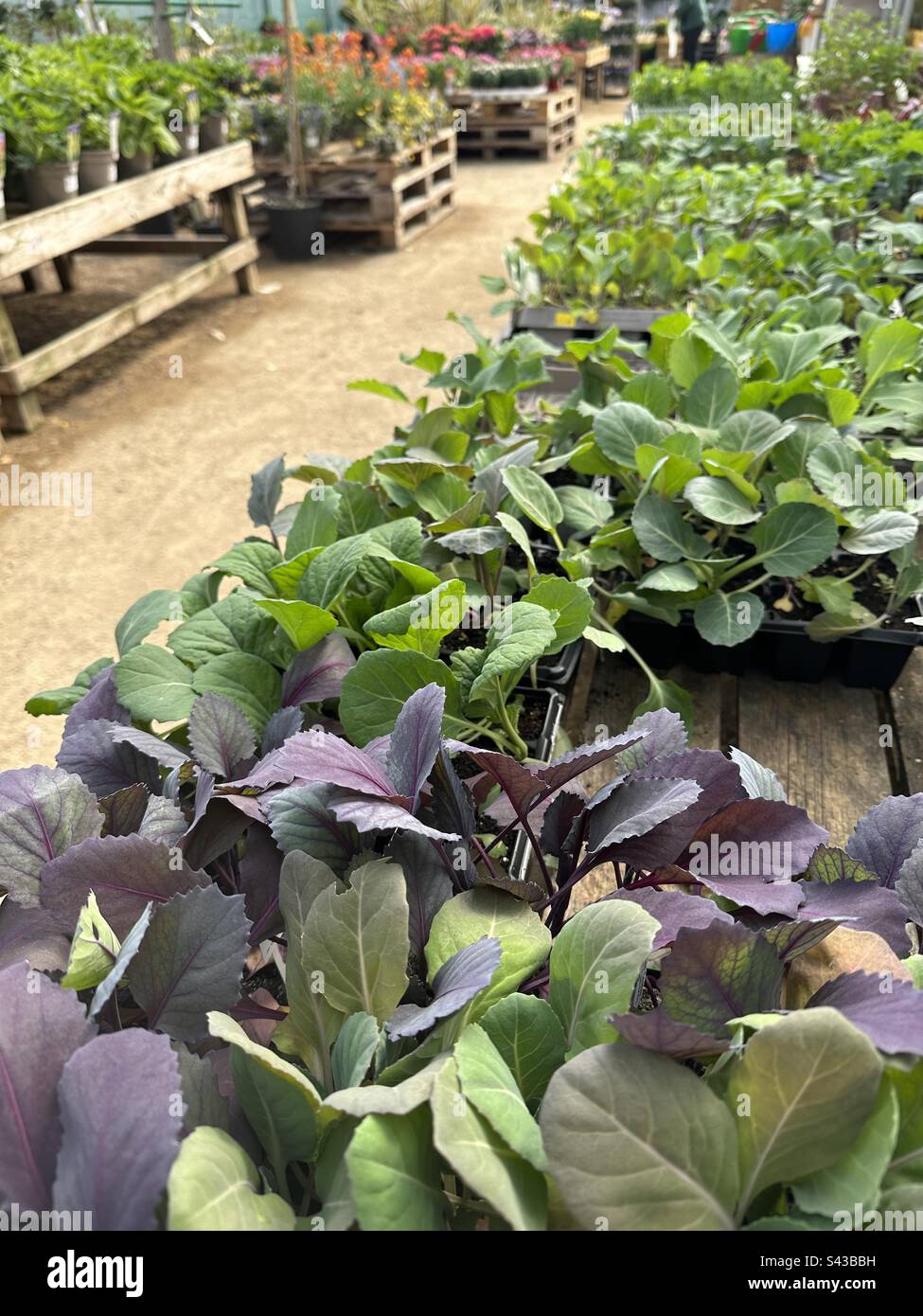 Piantine vegetali in vendita in un giardino centrale, diverse brassiche in primo piano - Immagine stock catturata con smartphone
