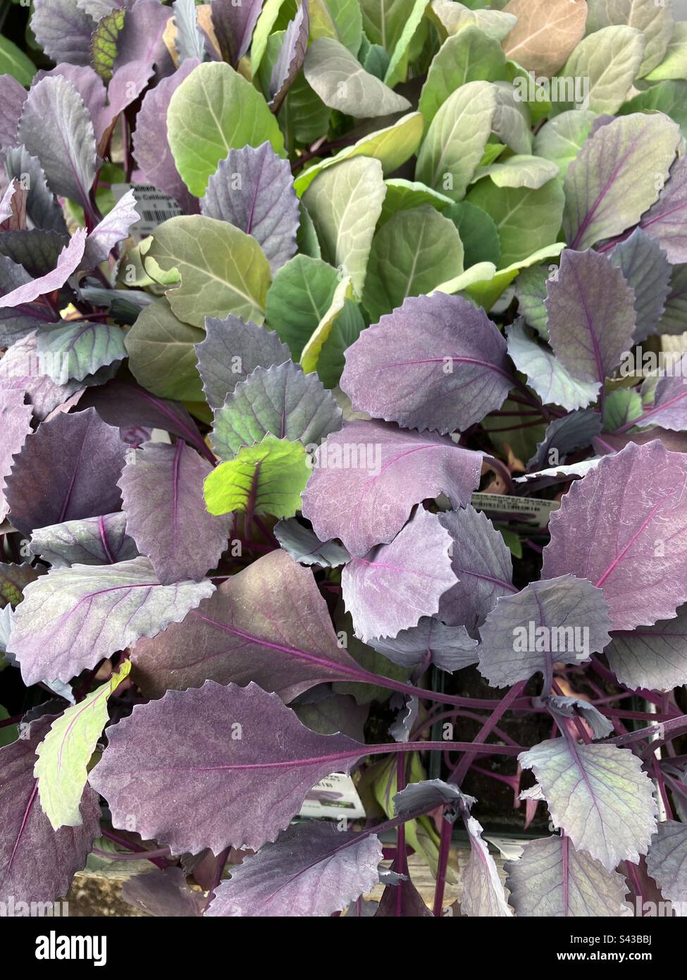 Piantine di ortaggi Brassica in vendita in un Garden center. - Immagine stock catturata con smartphone