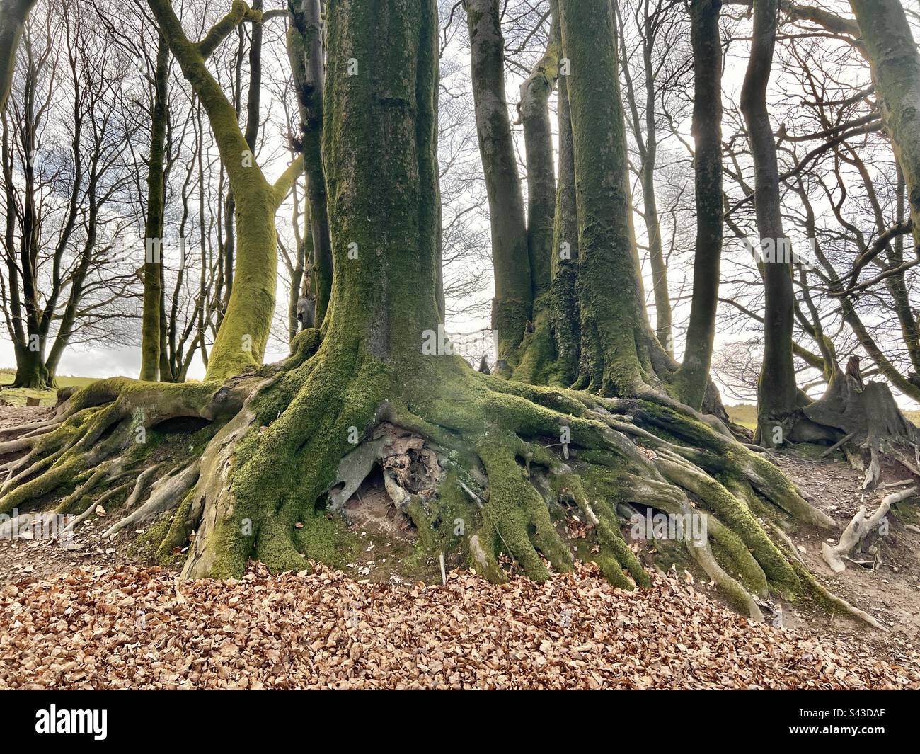 Antiche radici di faggio che tengono insieme il muro di pietra secco in una rete di radici esposte Foto Stock