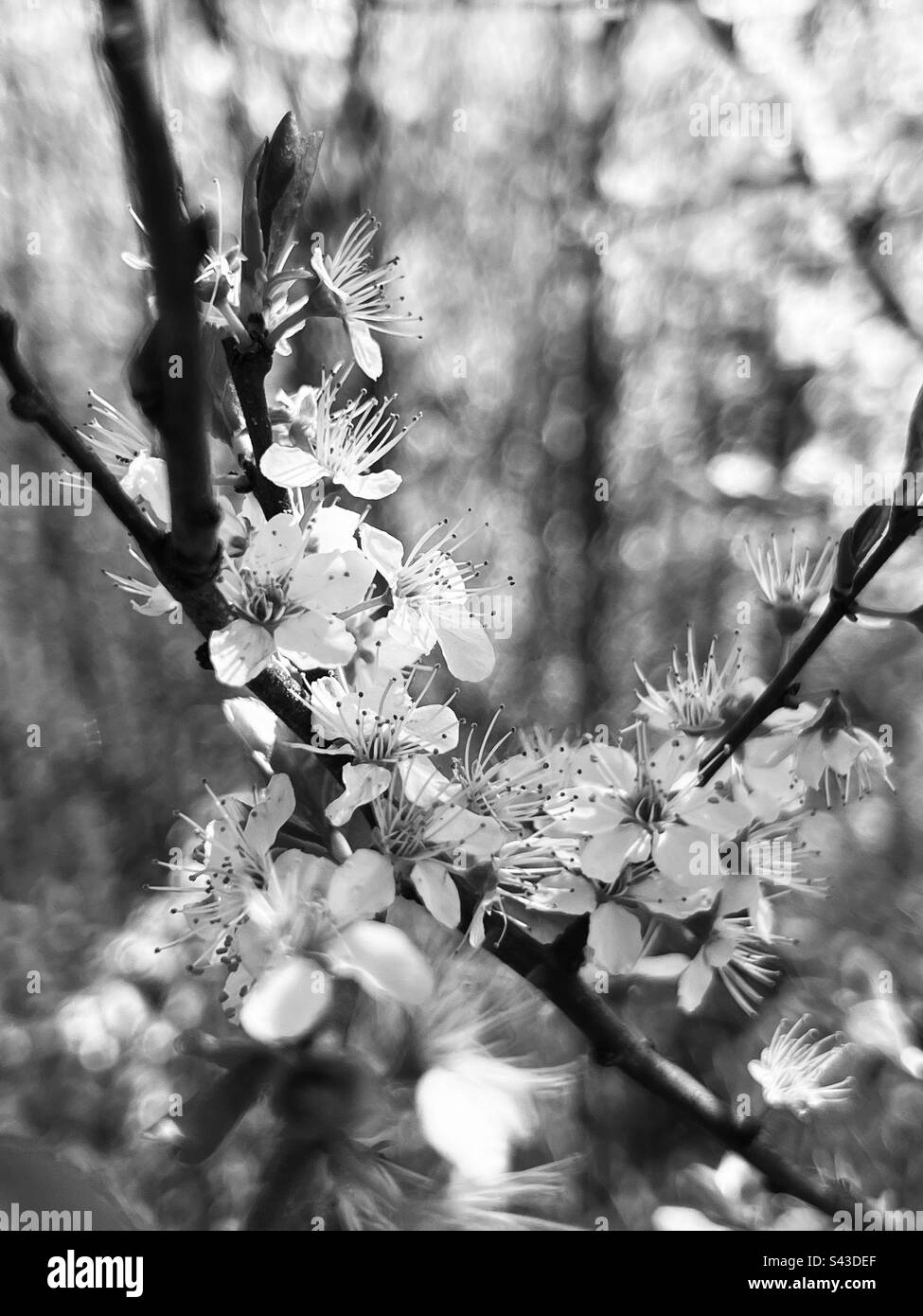 Foto in bianco e nero della fioritura inglese in primavera Foto Stock