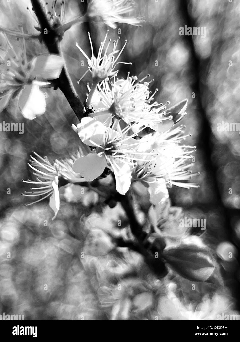 Primo piano bianco e nero di fiori freschi in primavera Foto Stock