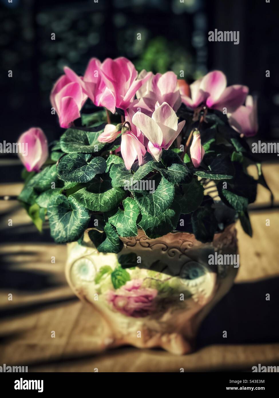 Primo piano di una pianta di ciclamino rosa fiorito in un'antica jardiniere, un portavivande in ceramica su tavolo in legno contro finestra, stile vintage e focus selettivo. Foto Stock