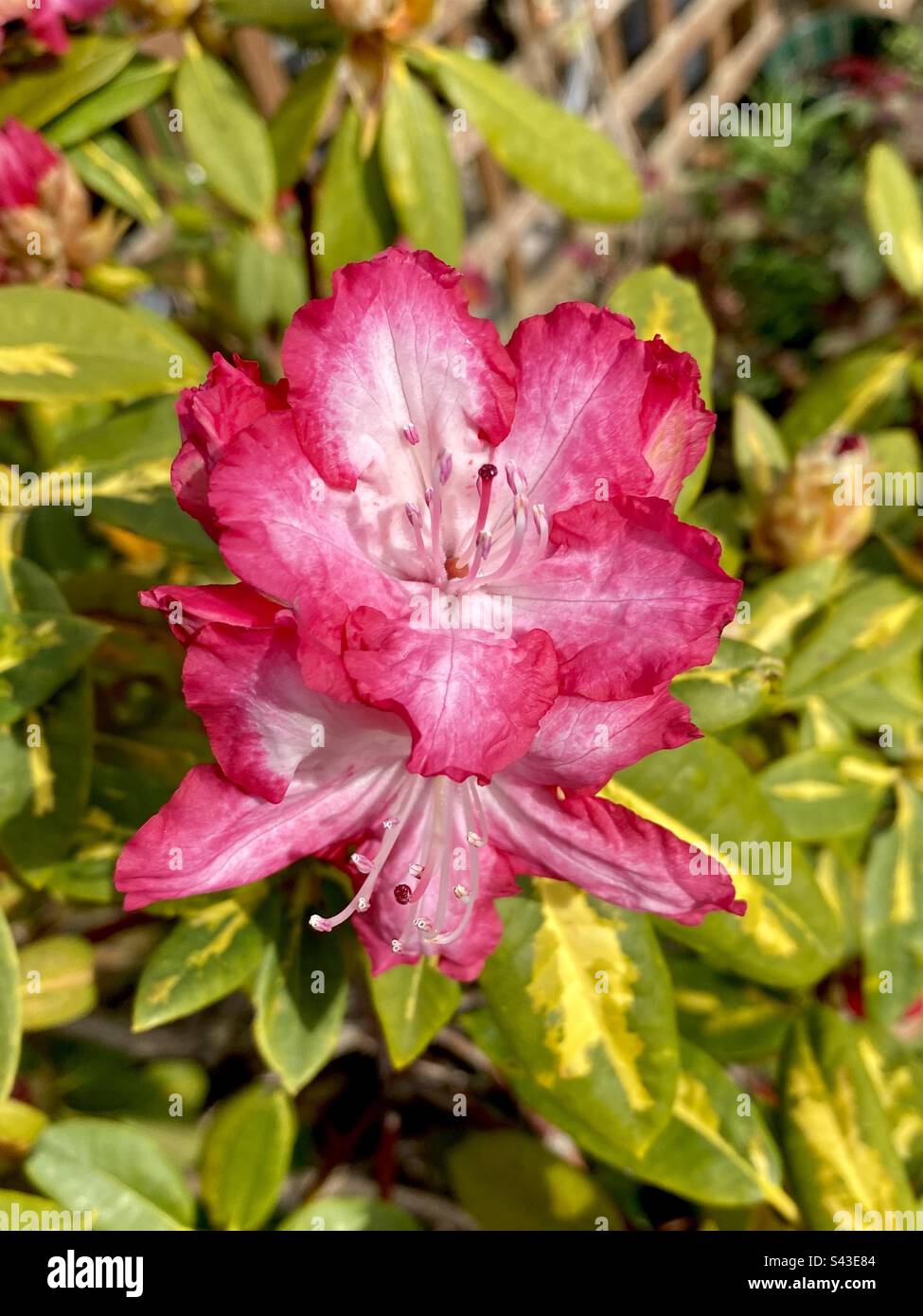 Fiore rosa rododendro al sole di primavera Foto Stock