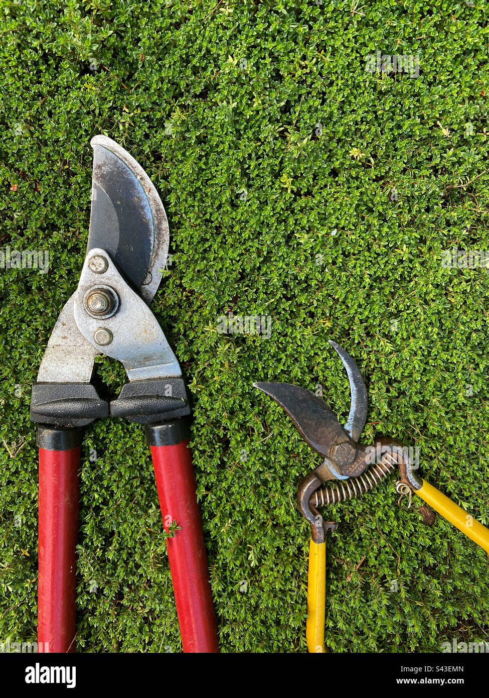 Primo piano di utensili da giardino utilizzati per il taglio e la potatura. Foto Stock