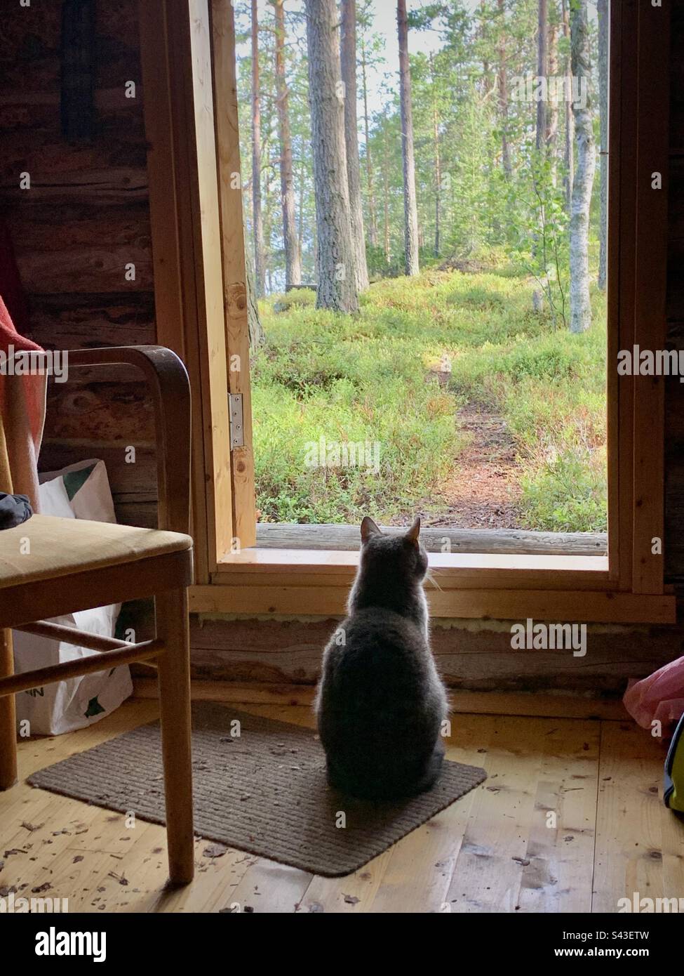 Un piccolo gattino di gatto della casa in un cottage nordico scandinavo in legno che guarda fuori della porta in una fitta foresta di campagna Foto Stock