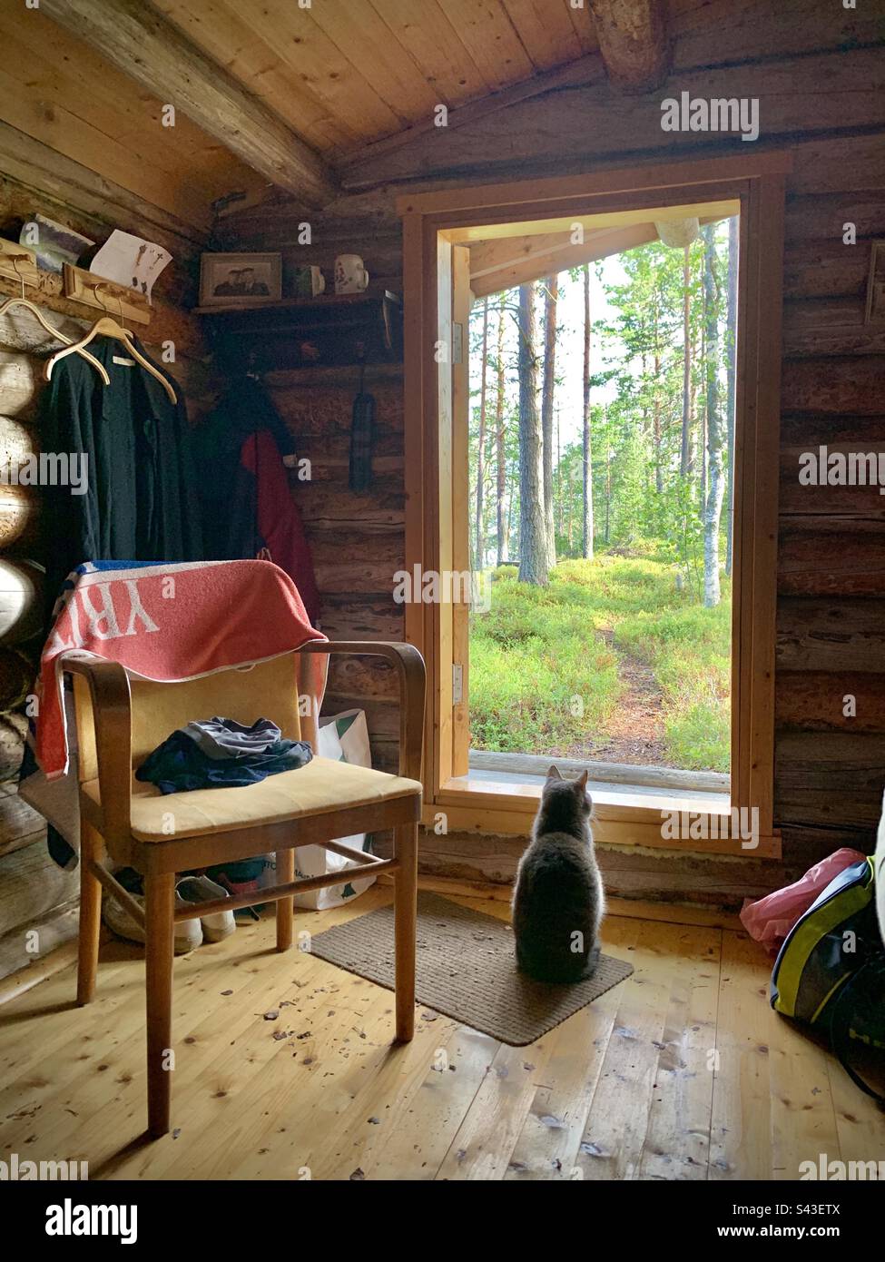 Un piccolo gattino di gatto della casa in un cottage nordico scandinavo in legno che guarda fuori della porta in una fitta foresta di campagna - Immagine stock catturata con smartphone