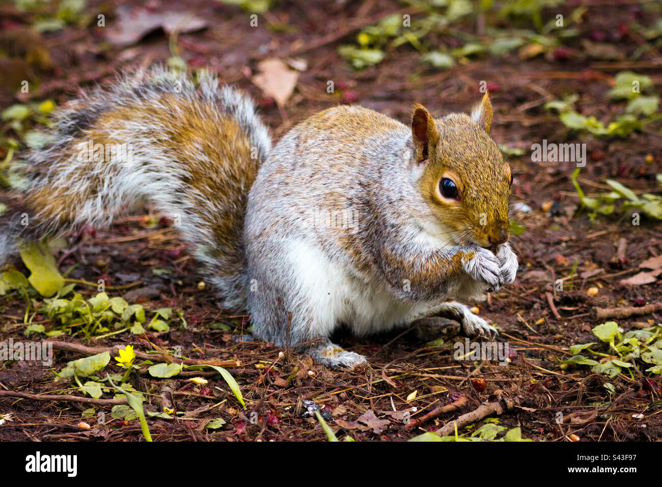 Uno scoiattolo mangiare nella foresta Foto Stock