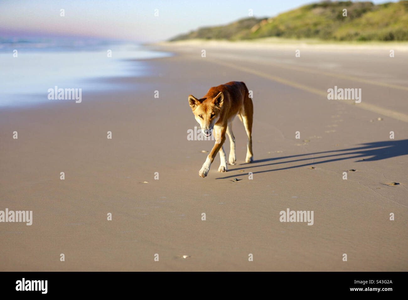 Lone Dingo su K’gari camminando lungo la spiaggia orientale alla ricerca di cibo Foto Stock