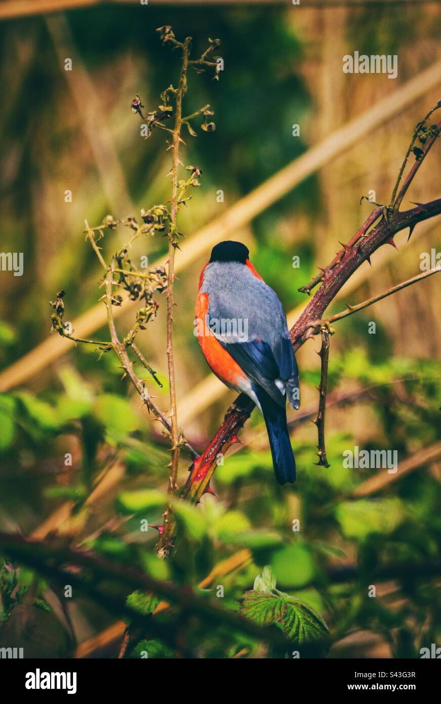 Un maschio Bullfinch su un albero Foto Stock